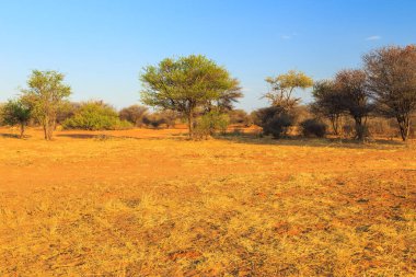 Güzel Afrika manzarası, yeşil akasya ve sarı otlar. Waterberg Platosu Ulusal Parkı, Namibya.