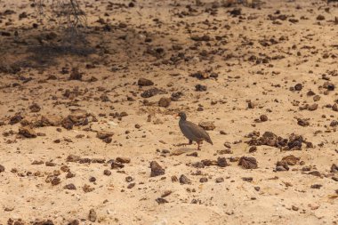 The helmeted guineafowl endemic to Africa and rank among the oldest of the gallinaceous birds in natural habitat, Waterberg National Park, Namibia. Africa.