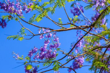 Beautiful purple flowers on the tree. Waterberg Plateau National Park, Kalahari, Otjiwarongo, Namibia, Africa. Beautiful african landscape. Rock formation.