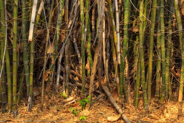 Bamboo forest in in Waterberg Plateau National Park, Kalahari, Otjiwarongo, Namibia, Africa. Beautiful african landscape.
