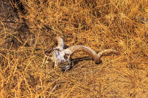 Drying animal scull of dead antelope among grass in Waterberg Plateau National Park, Kalahari, Otjiwarongo, Namibia, Africa.