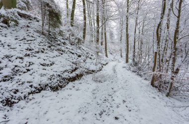 Trees along a snow-covered path in forest. Winter landscape. Gdansk, Poland.