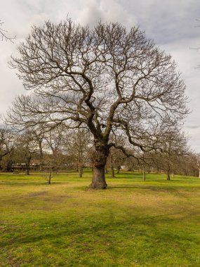 Greenwich Park 'ta bir ara sokakta. Londra Kraliyet Parklarından biri. Londra, İngiltere.