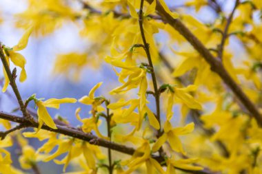Sarı fındık çiçekleri, bahçe kökenli süslemeli yaprak döken bir çalı. Norwood Grove Park, Croydon, Londra. İngiltere.