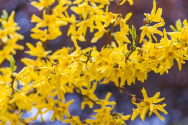 Sarı fındık çiçekleri, bahçe kökenli süslemeli yaprak döken bir çalı. Norwood Grove Park, Croydon, Londra. İngiltere.