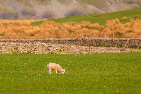View Green Hills Yorkshire Dales Cumbria Sheep Grazing Pasture Rural — Stock Fotó