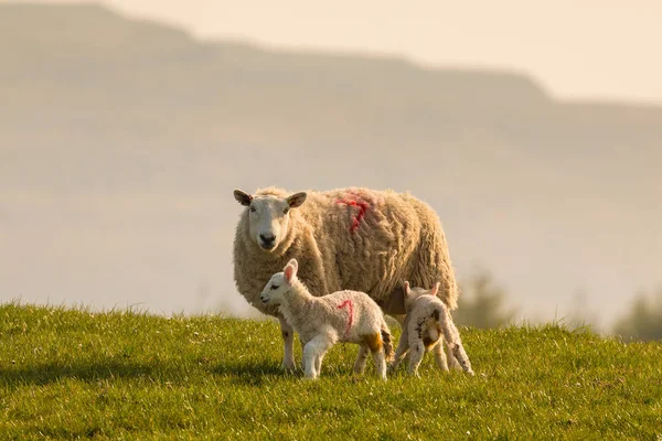 View Green Hills Yorkshire Dales Cumbria Sheep Grazing Pasture Rural — Stockfoto