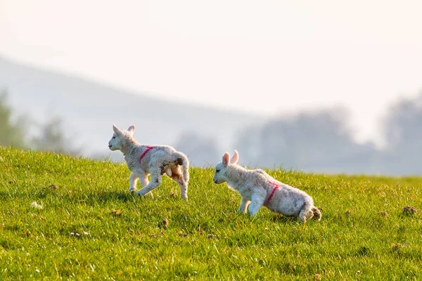 View Green Hills Yorkshire Dales Cumbria Sheep Grazing Pasture Rural — Stock fotografie