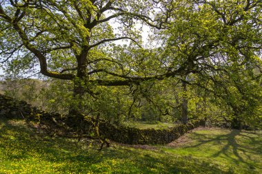 Sedbergh köyündeki bahçelerin manzarası. Güneşli bir bahar günü. Sedbergh, Yorkshire Dales, İngiltere
