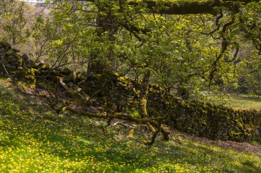 Sedbergh köyündeki bahçelerin manzarası. Güneşli bir bahar günü. Sedbergh, Yorkshire Dales, İngiltere