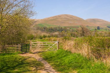 Cumbria, Yorkshire Dales 'deki yeşil tepelerin manzarası. Otlakta otlayan koyunlar. Kırsal alan, Sedbergh, Kuzey İngiltere.