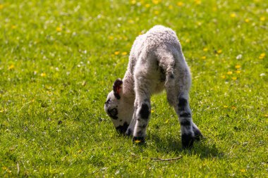 Cumbria, Yorkshire Dales 'deki yeşil çayır manzarası. Otlakta otlayan koyunlar. Kırsal alan, Kuzey İngiltere.