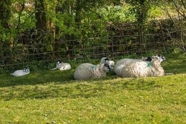 Vue Prairie Verte Dans Yorkshire Dales Cumbria Pâturage Des Moutons — Photo