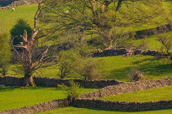Kilátás Zöld Dombok Yorkshire Dales Cumbria Birka Legeltetés Legelőn Vidéki — Stock Fotó
