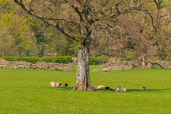 Вид Зеленые Холмы Йоркшир Дейлс Камбрия Пасутся Овцы Пастбище Сельский — стоковое фото