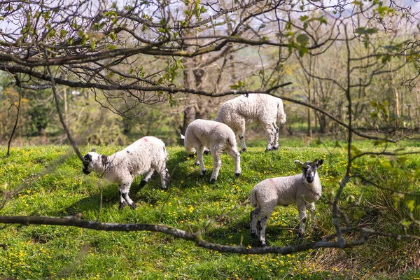 ヨークシャー ダレス カンブリア州の緑の牧草地の眺め 牧草地で羊の放牧 田舎の風景 北英国 — ストック写真