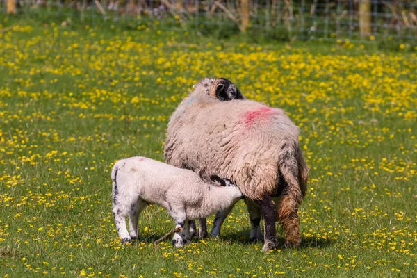 Uitzicht Groene Weide Yorkshire Dales Cumbria Schapen Grazen Wei Landelijk — Stockfoto