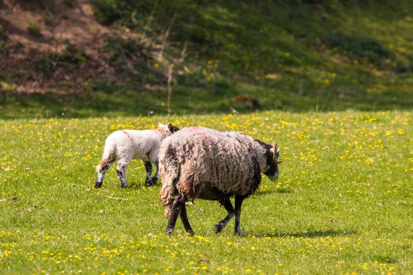 Vista Del Prado Verde Yorkshire Dales Cumbria Ovejas Pastando Pasto — Foto de Stock