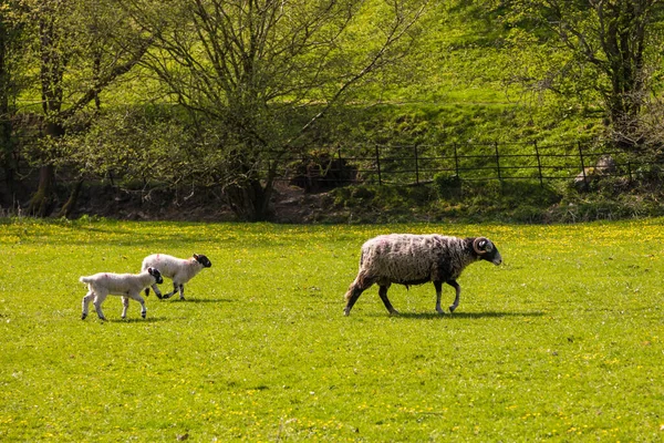 Widok Zieloną Łąkę Yorkshire Dales Kumbria Owce Pasą Się Pastwisku — Zdjęcie stockowe