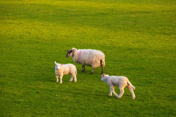 Kilátás Zöld Rét Yorkshire Dales Cumbria Birka Legeltetés Legelőn Vidéki — Stock Fotó