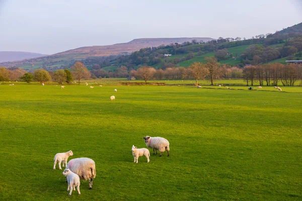 Vista Prado Verde Yorkshire Dales Cumbria Ovelhas Pastando Pasto Paisagem — Fotografia de Stock