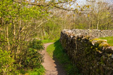 Yorkshire Dales, Sedbergh, Cumbria 'daki ormanda taş duvarlı çakıl yolu. Kırsal alan, Kuzey İngiltere.