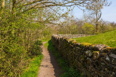Yorkshire Dales, Sedbergh, Cumbria 'daki ormanda taş duvarlı çakıl yolu. Kırsal alan, Kuzey İngiltere.