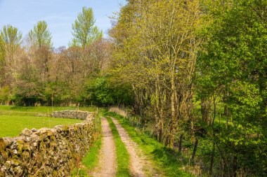 Yorkshire Dales, Sedbergh, Cumbria 'daki ormanda taş duvarlı çakıl yolu. Kırsal alan, Kuzey İngiltere.