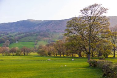 Yorkshire Dales, Sedbergh, Cumbria 'daki yeşil tepelerin manzarası. Kırsal alan, Kuzey İngiltere.