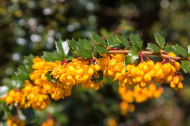 Darwin Böğürtlen Bahçede sarı çiçekli Sedbergh, Yorkshire Dales, İngiltere.