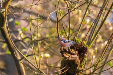Chaffinch 'in doğal ortamında yaygındır. İspinozlar familyasından yayılan küçük bir kuş. Yorkshire Dales, Cumbria, İngiltere.