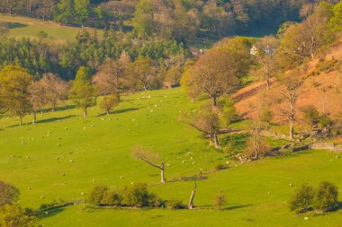 Llangollen kasabasındaki yeşil tepelerin manzarası. Güneşli bir bahar günü. Llangollen, Denbighshire, Galler, İngiltere.
