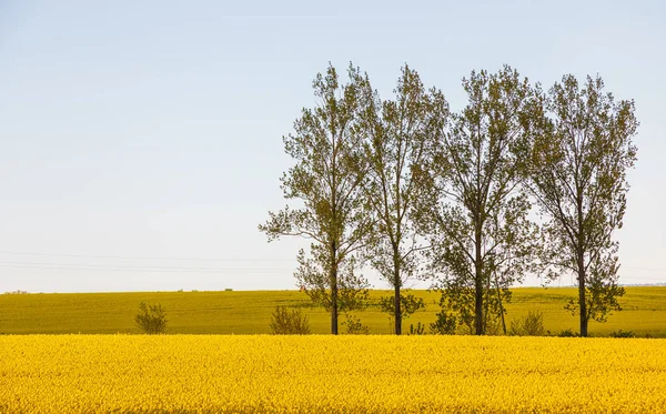 Tall Trees Blooming Rapeseed Fields Kashubia Spring Season Pomerania Poland — Stock Photo, Image
