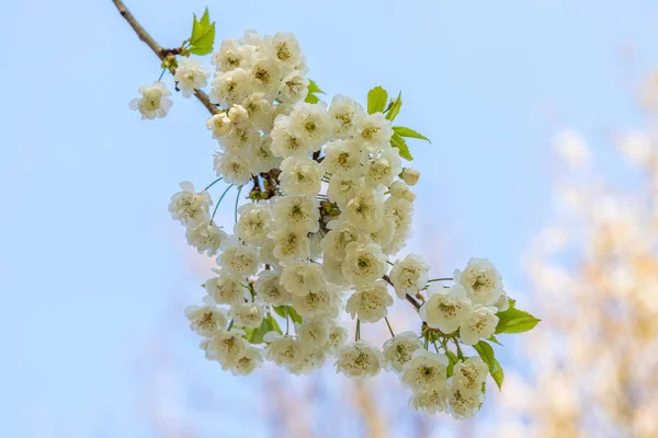 Cherry Blossom Tree White Flowers Durham North East England — Stock Photo, Image