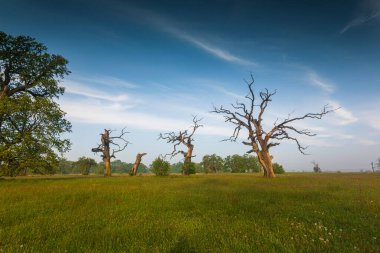 Old trees in the morning in Rogalin. Landscape of Rogalin Park. Poland.