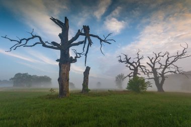 Old trees in the morning in Rogalin. Landscape of Rogalin Park. Poland.