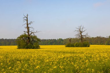 Sabahları Rogalin 'de yaşlı ağaçlar. Rogalin Parkı 'nın manzarası. Polonya.