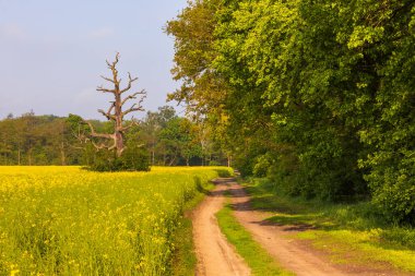 Sabahları Rogalin 'de yaşlı ağaçlar. Rogalin Parkı 'nın manzarası. Polonya.