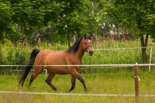 Kůň Ohradě Staré Stájové Koňské Farmě Zawidowice Velké Polsko — Stock fotografie