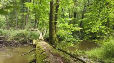 Radunia Valley, also called Jar of the Radunia River - a landscape nature reserve in the Kashubian Lake District, Radunia River at summer.  Kashubia. Poland