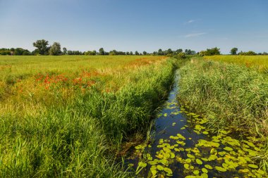 Linawa river in the middle of the fields. Spring season. Zulawy, Poland, Poland.