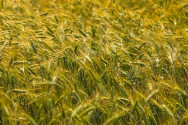 A field of grain, wheat cultivation in Mazovia. Spring season. Kamion, Poland.