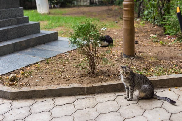Dzikie Koty Siedzą Ogrodzie Ulica Tbilisi Gruzja — Zdjęcie stockowe