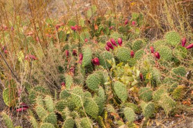 Dikenli armutlar. Opuntia ficus indica. Hindistan inciri, opuntia, barbar incir ve kaktüs armudu olarak da bilinir. Fotoğraf: Tiflis, Gürcistan.