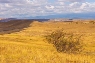 Gürcistan 'daki Udabno bozkırının manzarası. Sarı altın çimenler, yaban arazisi ve mavi gökyüzü. Sonsuz tarlalar. Arka planda dağ.