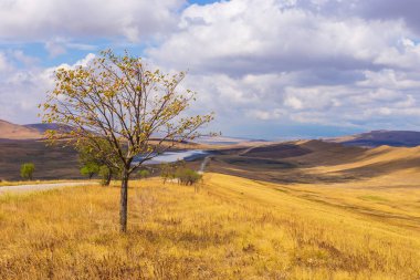 Gürcistan 'daki Udabno bozkırının manzarası. Sarı-altın otlar, yabani arazi ve çakıl yolu. Sonsuz tarlalar. Arka planda dağ.