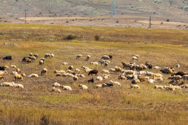Angeghakot 'ta küçük bir köyde otlayan koyunlar. Kafkas Dağları. Ermenistan.
