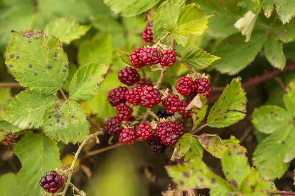 stock image Close up of branch of ripe raspberry on a bush in a garden.