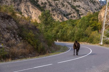 Kahverengi at yolda. Derin bir vadide dolambaçlı bir yol. Kafkasya Dağları, Dağlık Karabağ, Azerbaycan.