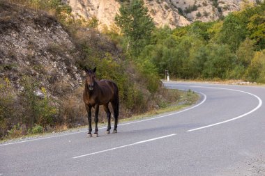 Kahverengi at yolda. Derin bir vadide dolambaçlı bir yol. Kafkasya Dağları, Dağlık Karabağ, Azerbaycan.